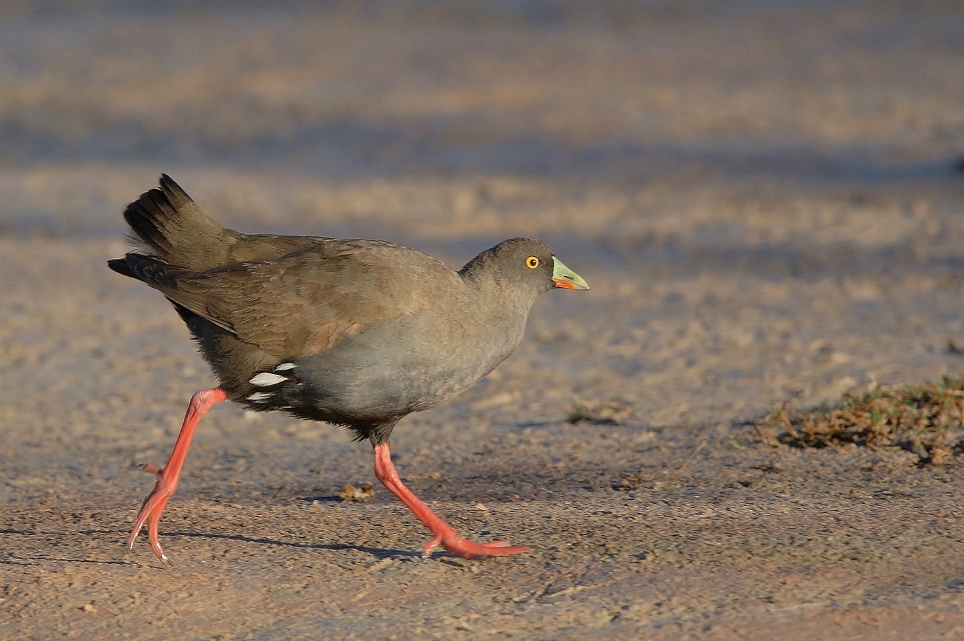 Black-tailed Native-hen (Image ID 38025)