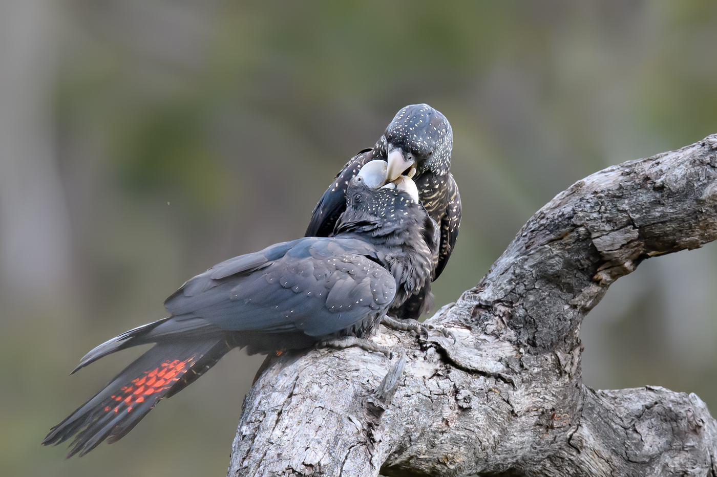 Red-tailed Black-Cockatoo (Image ID 38114)