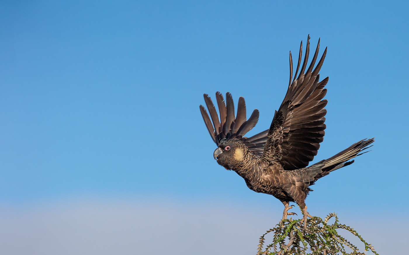 Carnaby's Black-Cockatoo (Image ID 38358)