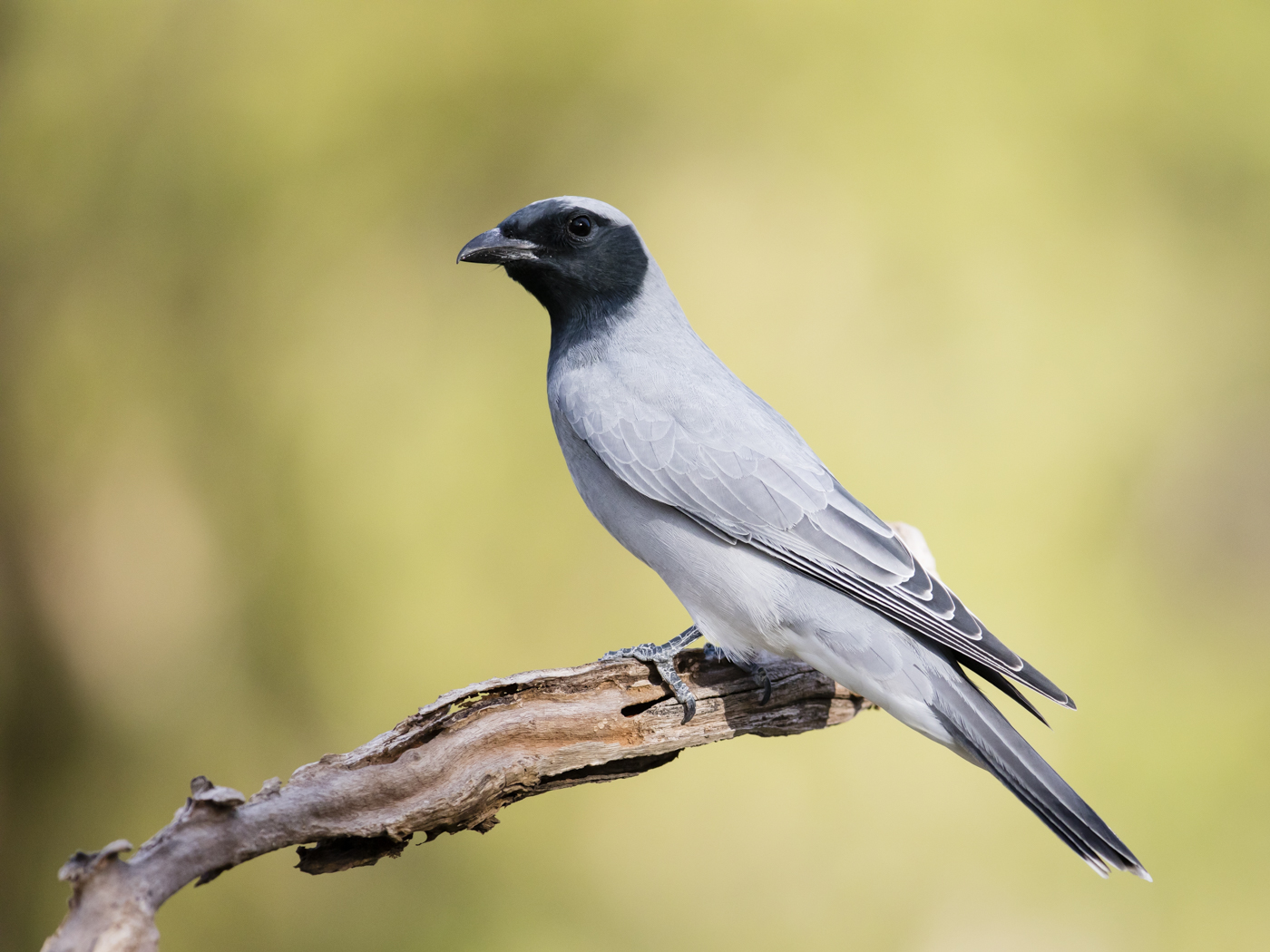 Black-faced Cuckoo-shrike (Image ID 38419)