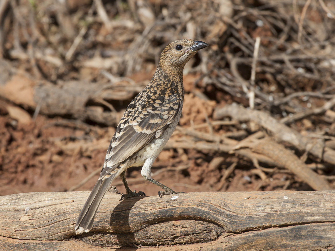 Spotted Bowerbird (Image ID 38209)