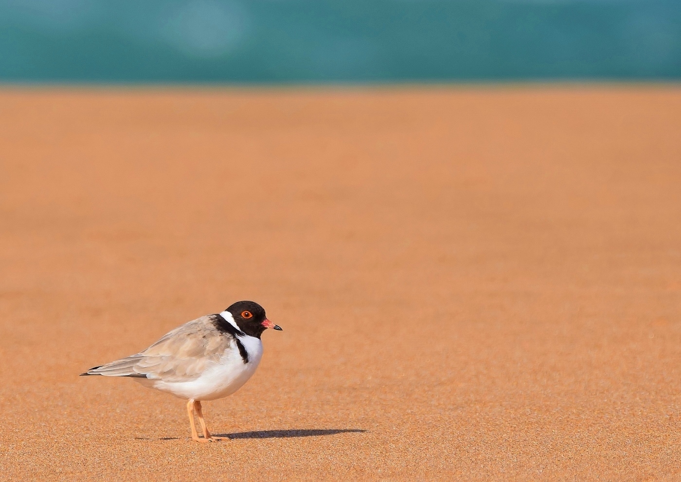 Hooded Plover (Image ID 37989)