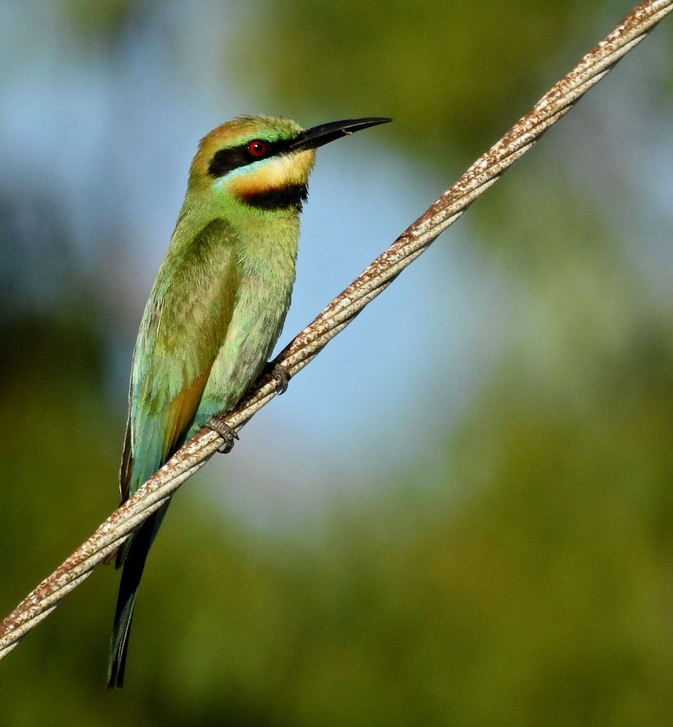 Rainbow Bee-eater (Image ID 38054)