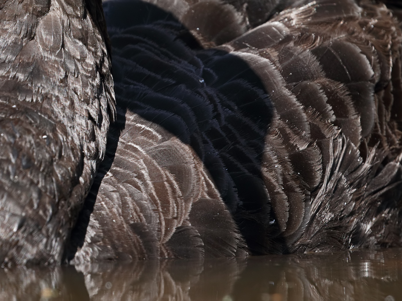 Black Swan (Image ID 37981)