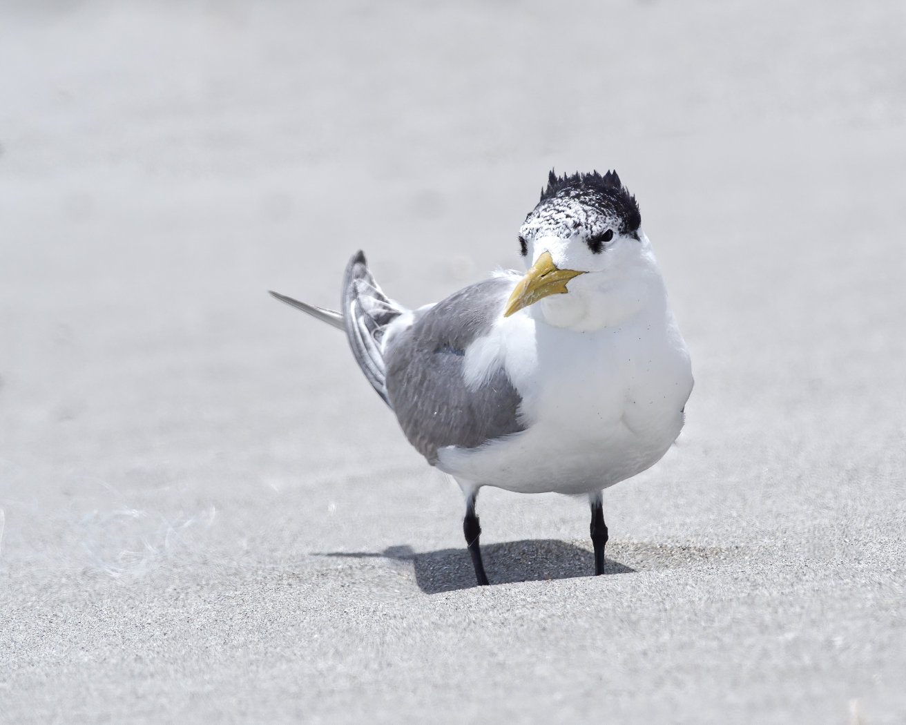 Greater Crested Tern (Image ID 37957)