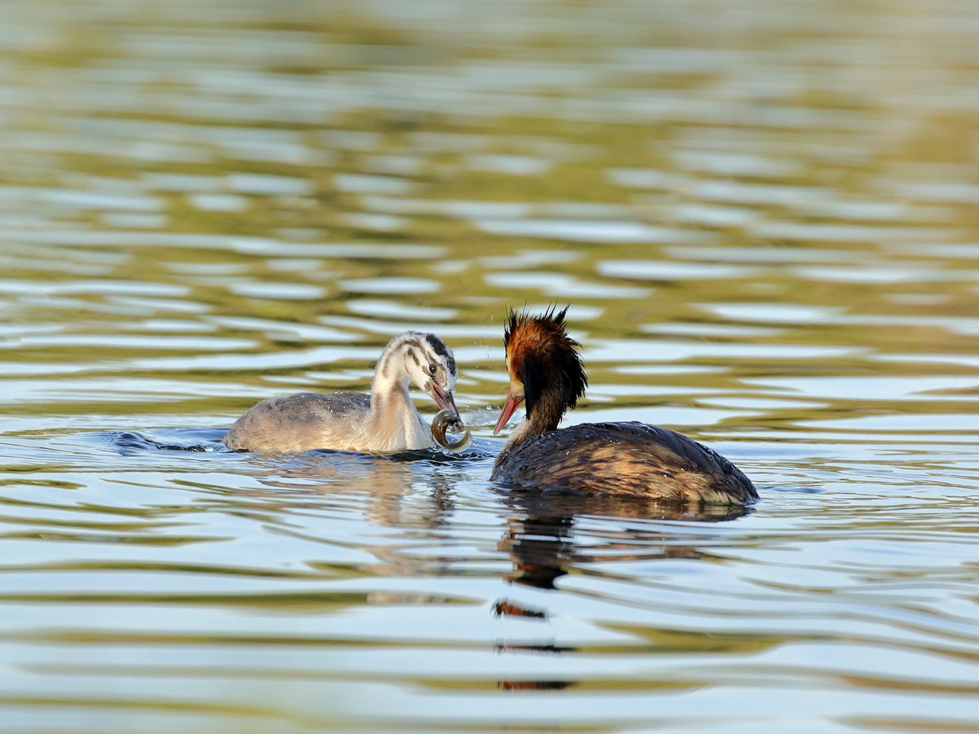 Great Crested Grebe (Image ID 38157)