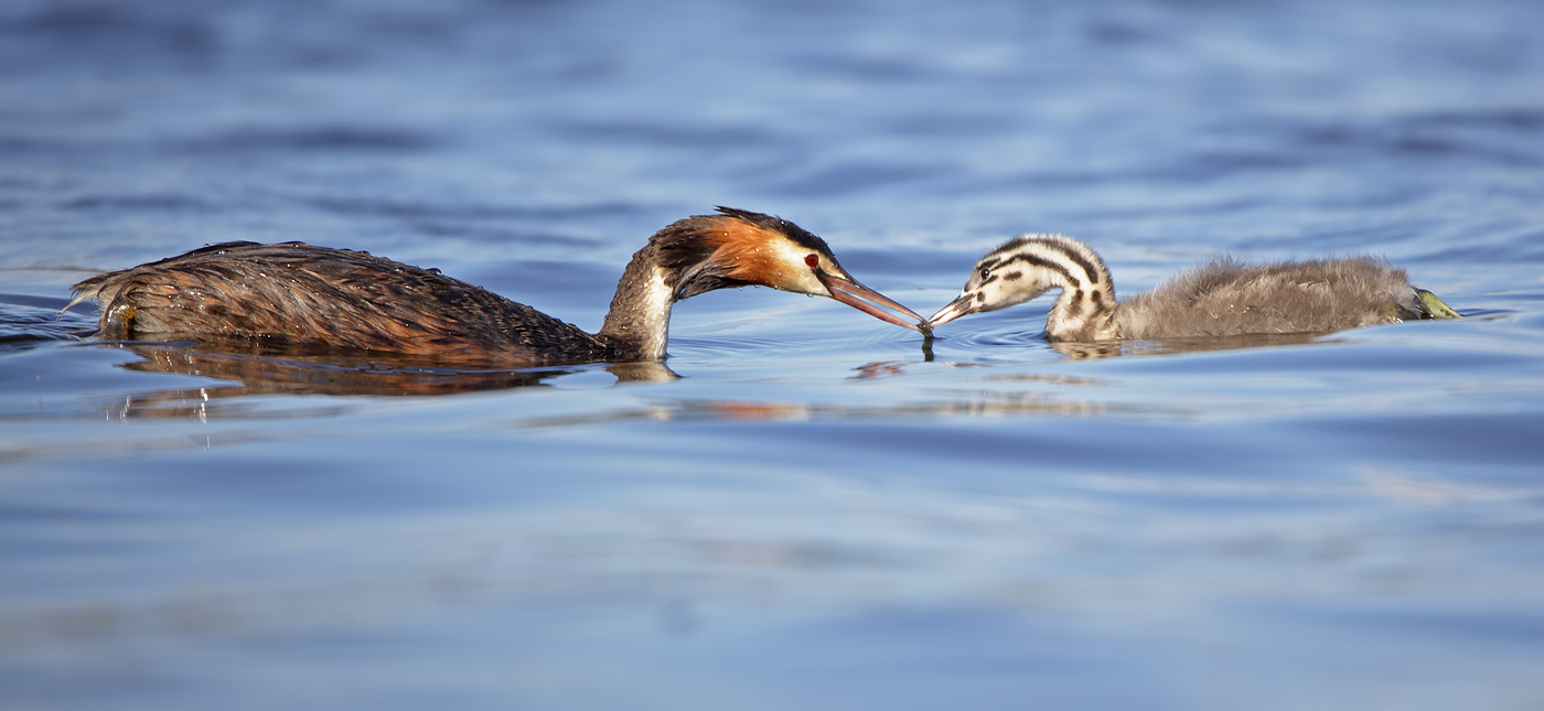 Great Crested Grebe (Image ID 38287)