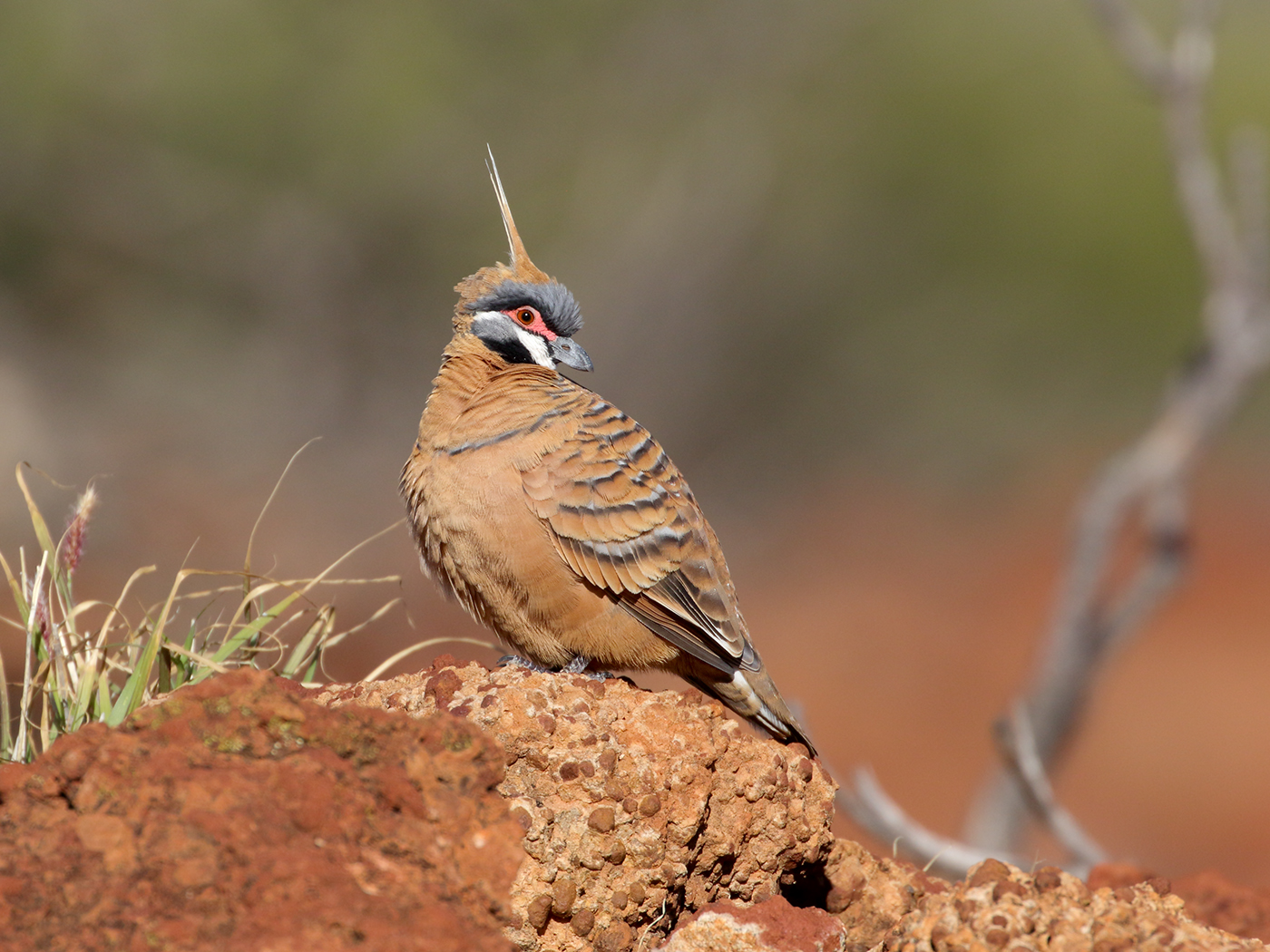 Spinifex Pigeon (Image ID 38549)