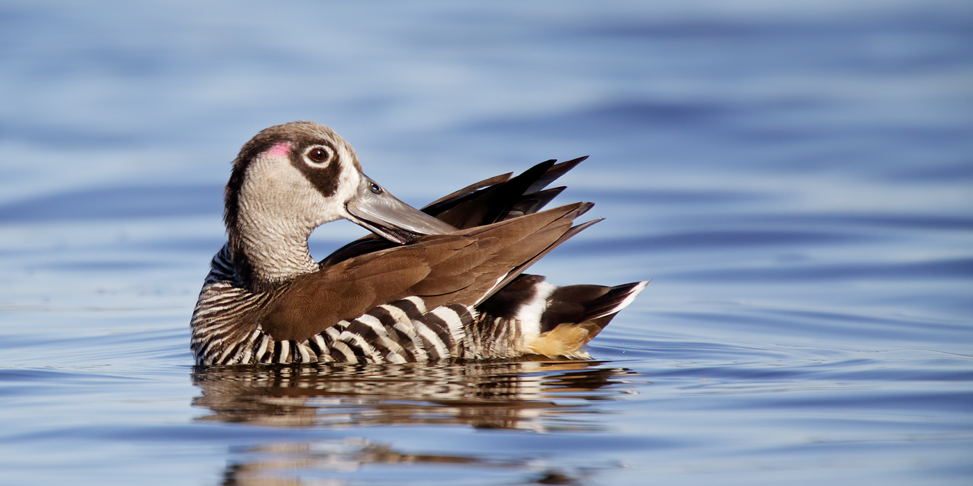Pink-eared Duck (Image ID 38261)