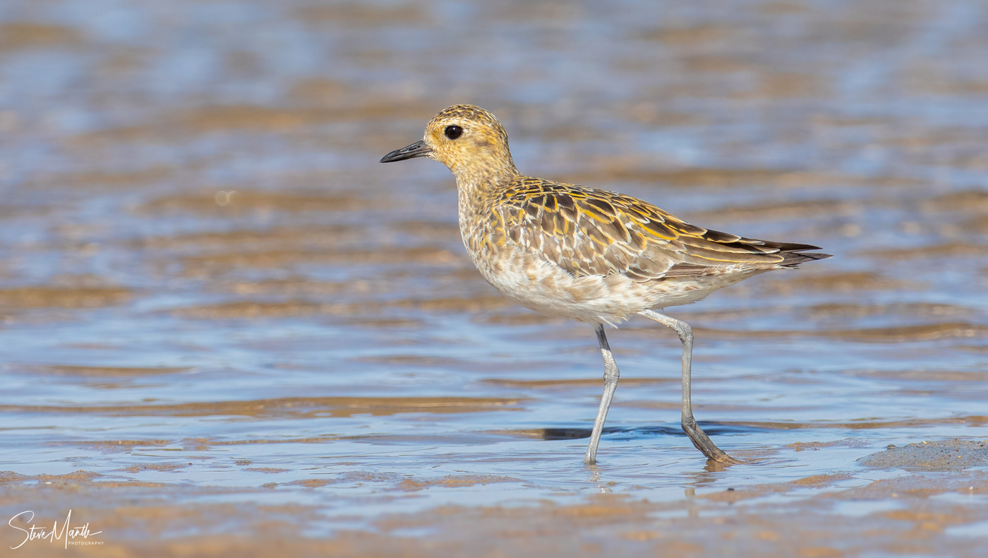 Pacific Golden Plover (Image ID 37980)