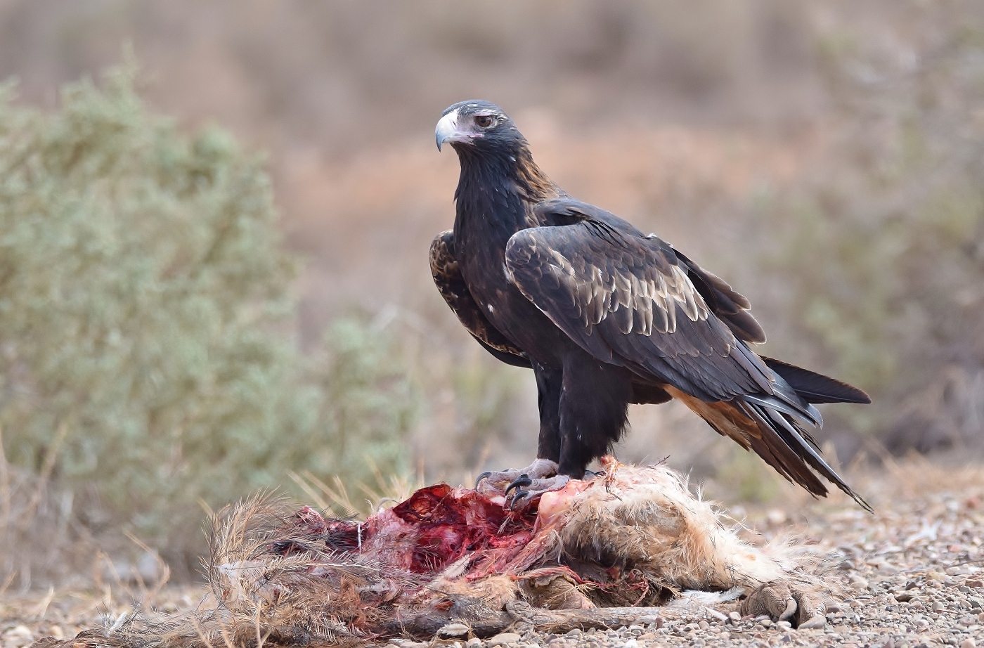 Wedge-tailed Eagle (Image ID 37933)