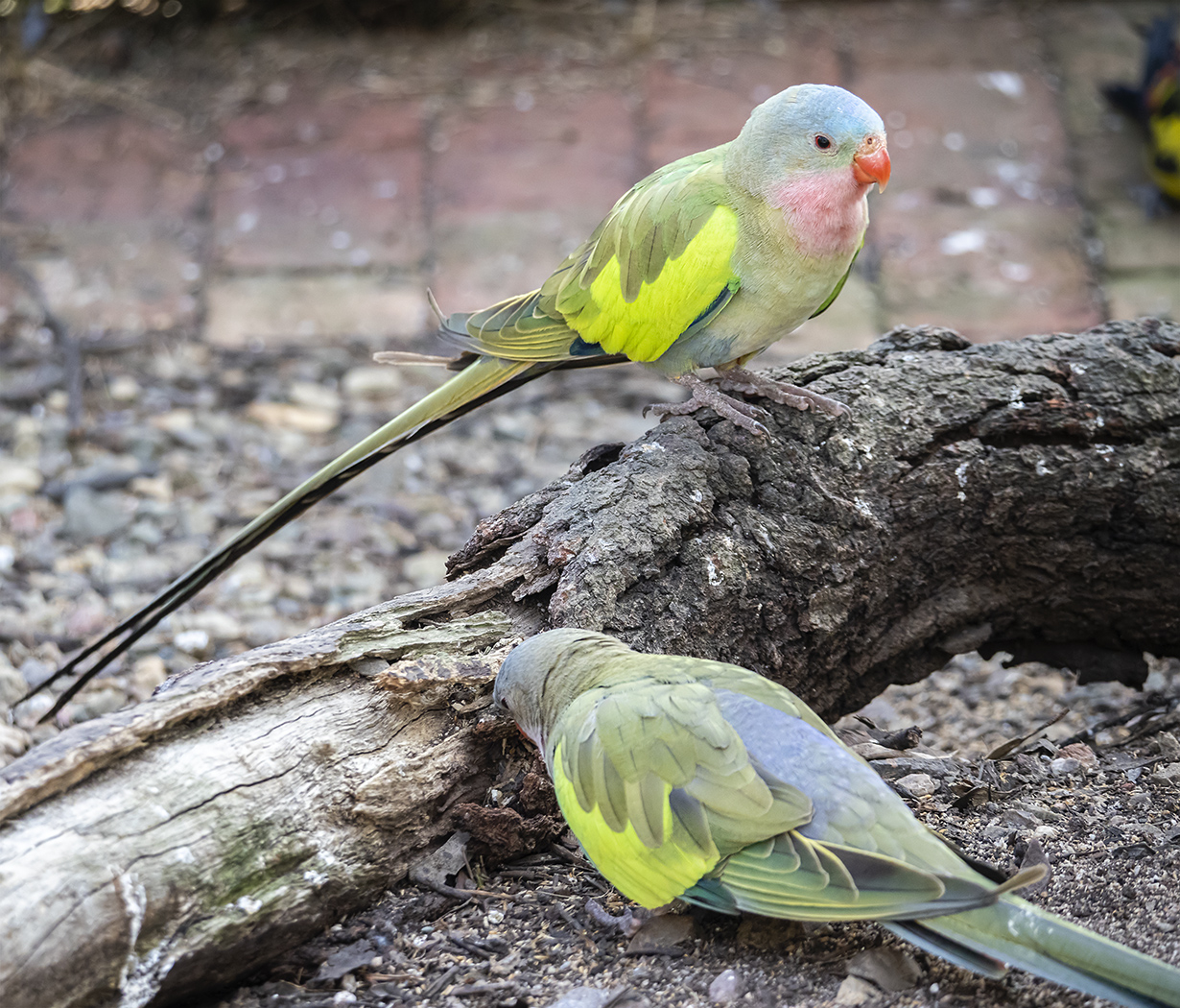 Princess Parrot (Image ID 38041)