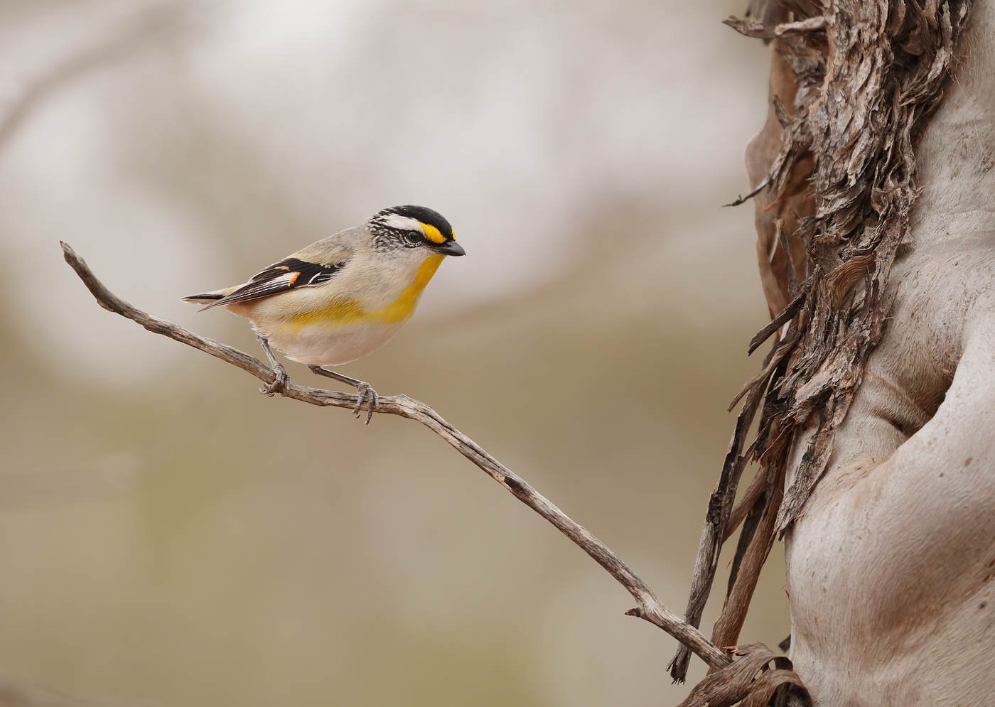 Striated Pardalote (Image ID 38526)
