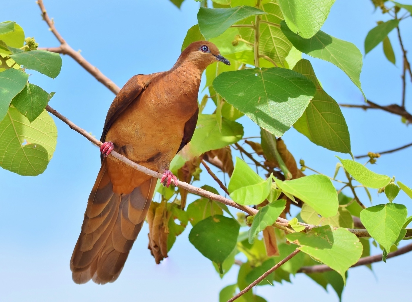 Brown Cuckoo-Dove (Image ID 38349)