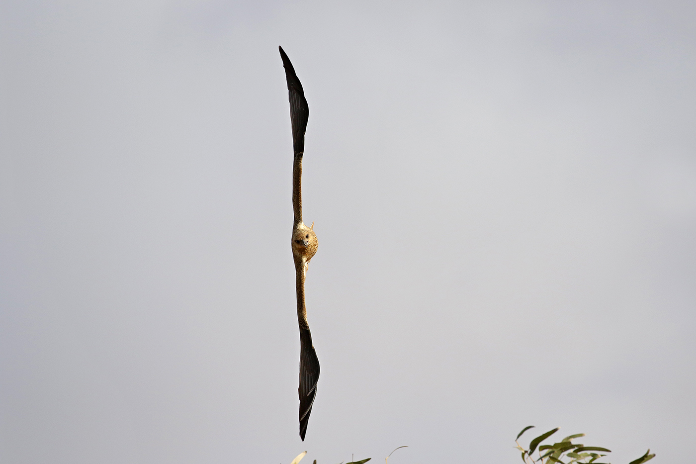 Whistling Kite (Image ID 38323)