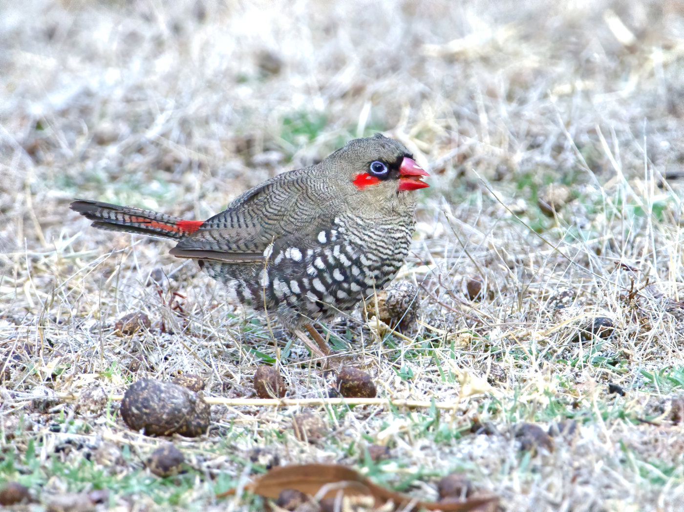 Red-eared Firetail (Image ID 38528)
