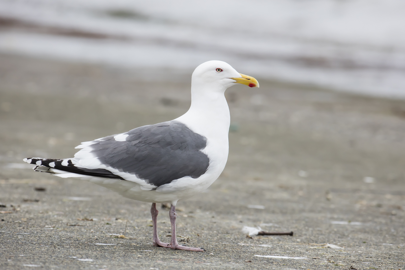 Slaty-backed Gull (V) (Image ID 38330)