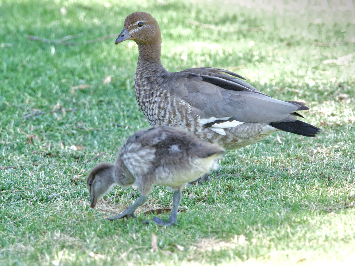 Australian Wood Duck (Image ID 38339)