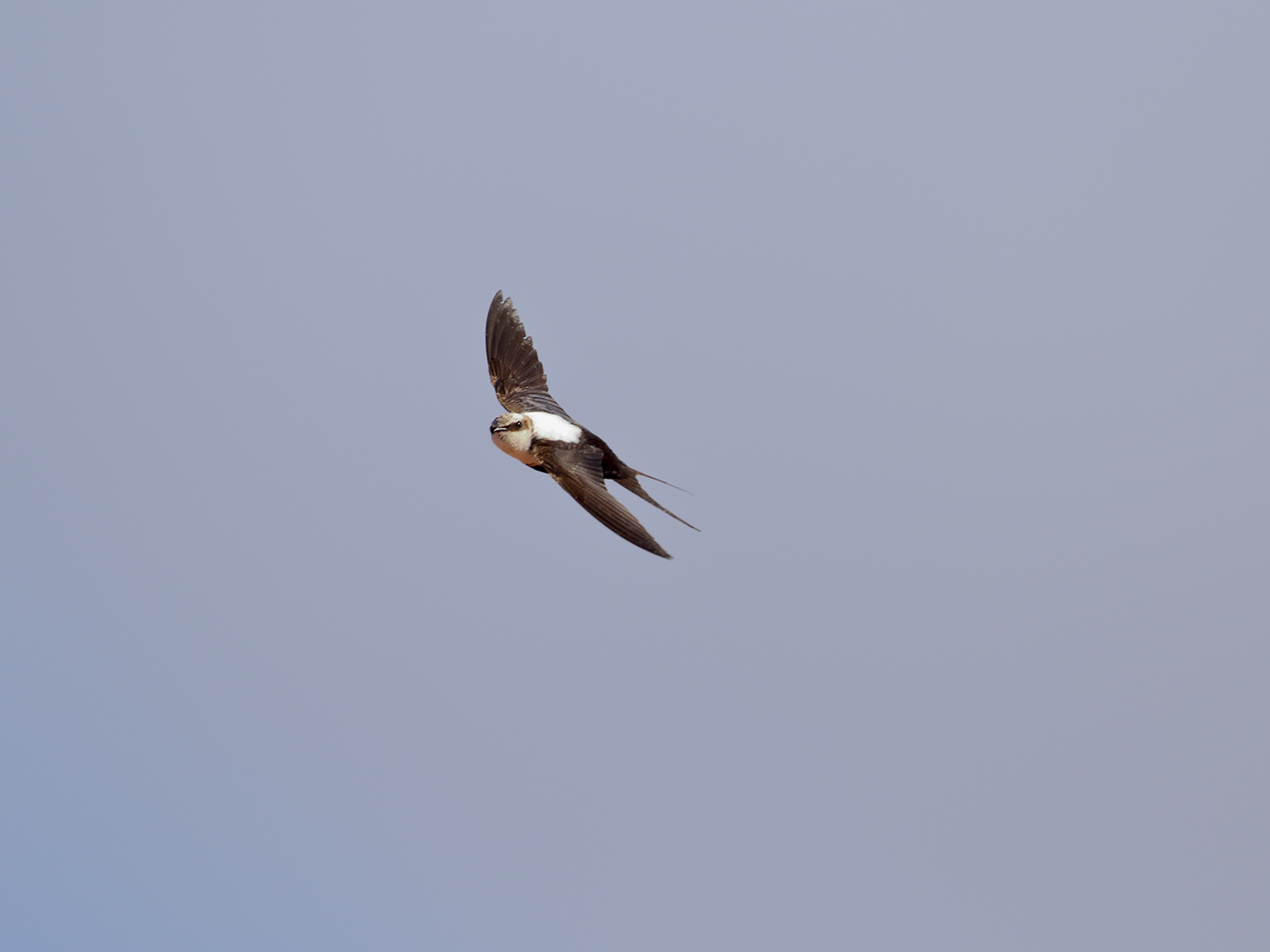 White-backed Swallow (Image ID 38321)
