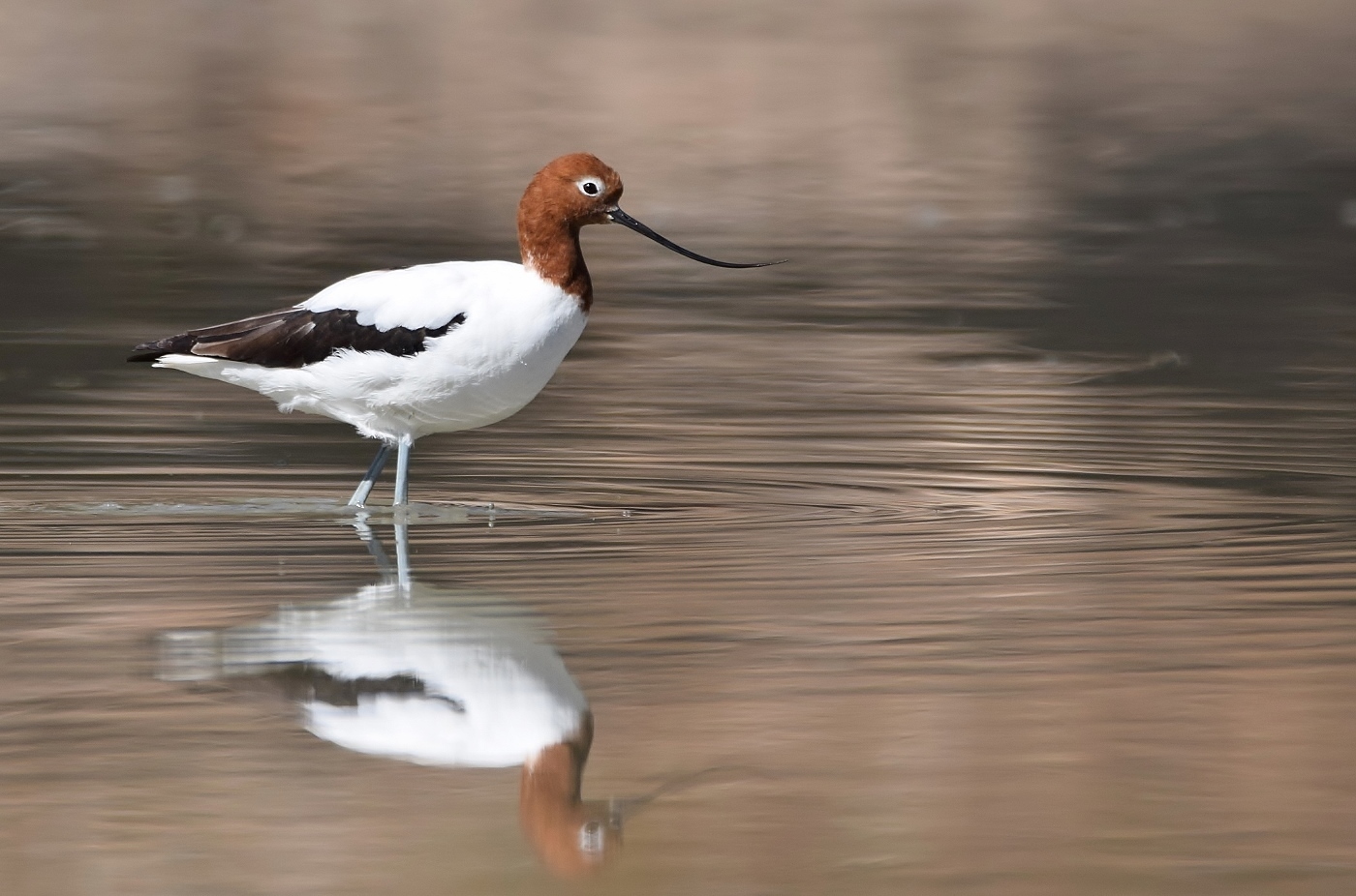 Red-necked Avocet (Image ID 38285)