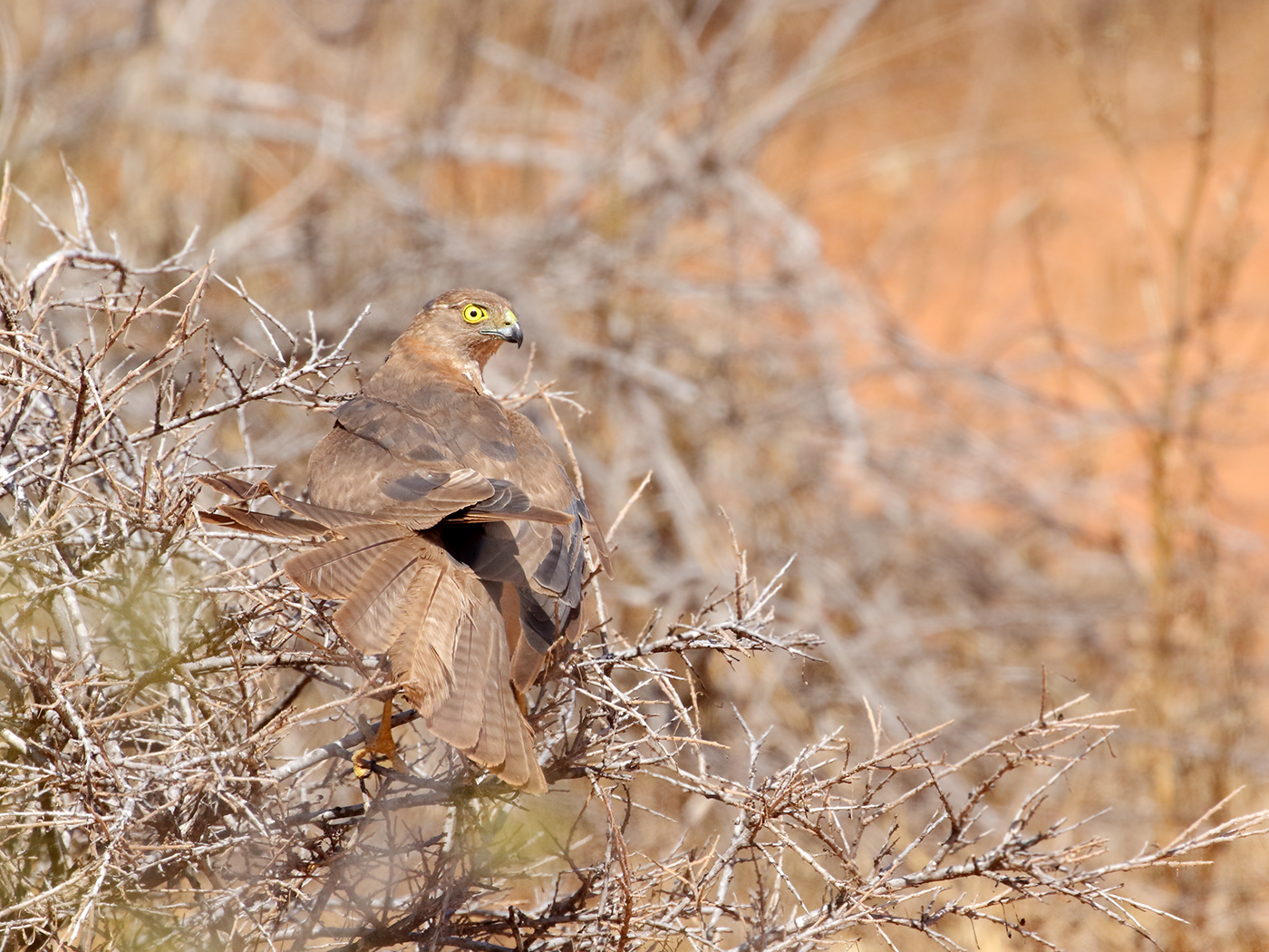 Collared Sparrowhawk (Image ID 38504)