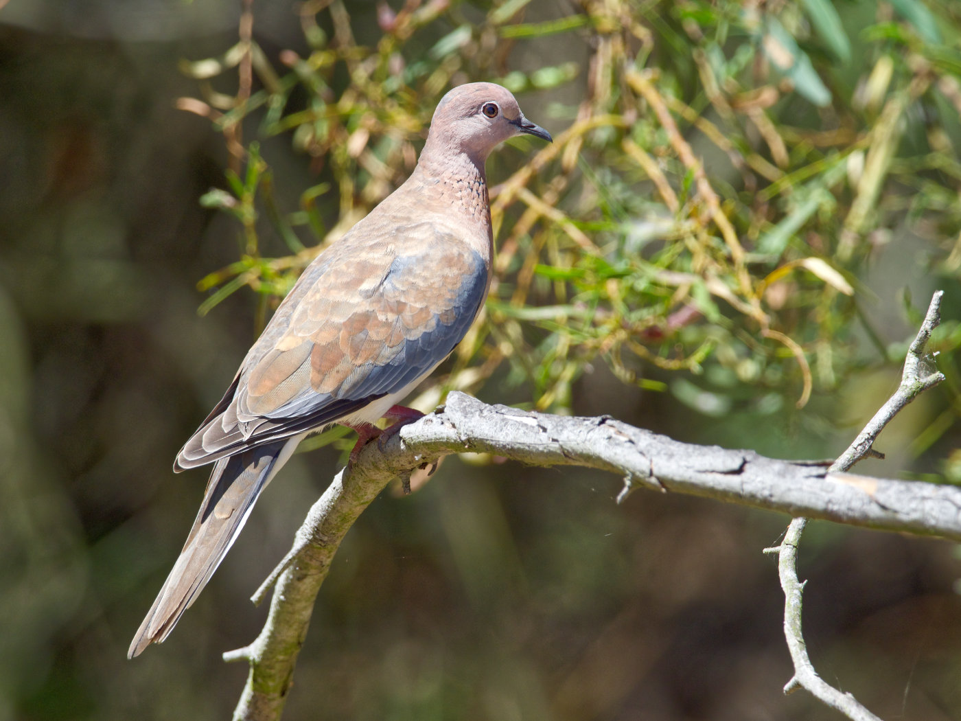 Laughing Dove (Image ID 38247)