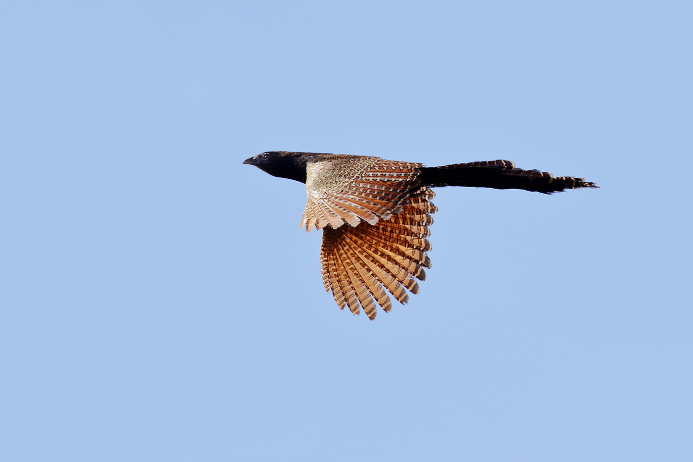 Pheasant Coucal (Image ID 38347)