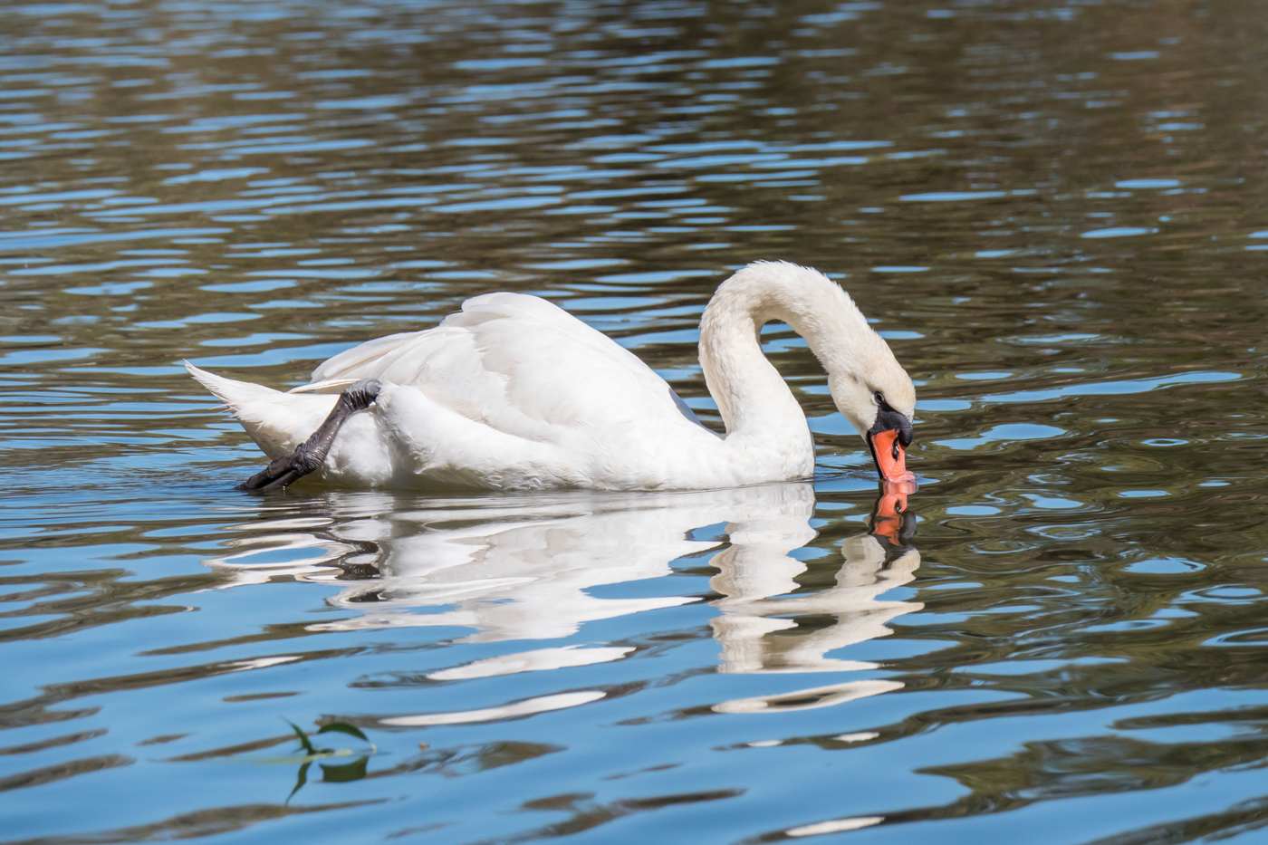 Mute Swan (Image ID 38292)