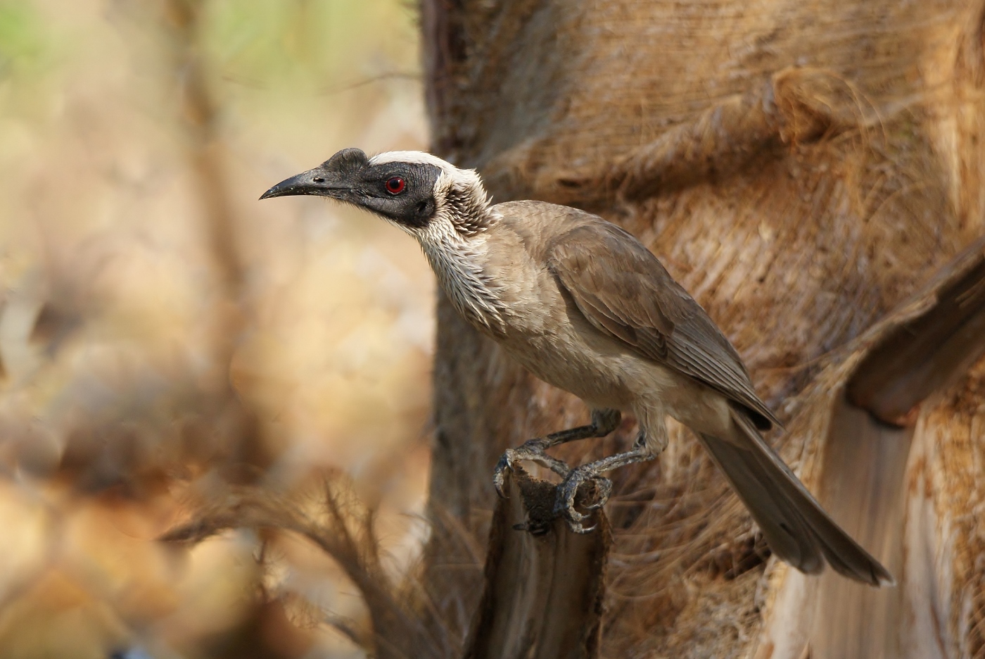 Silver-crowned Friarbird (Image ID 38024)