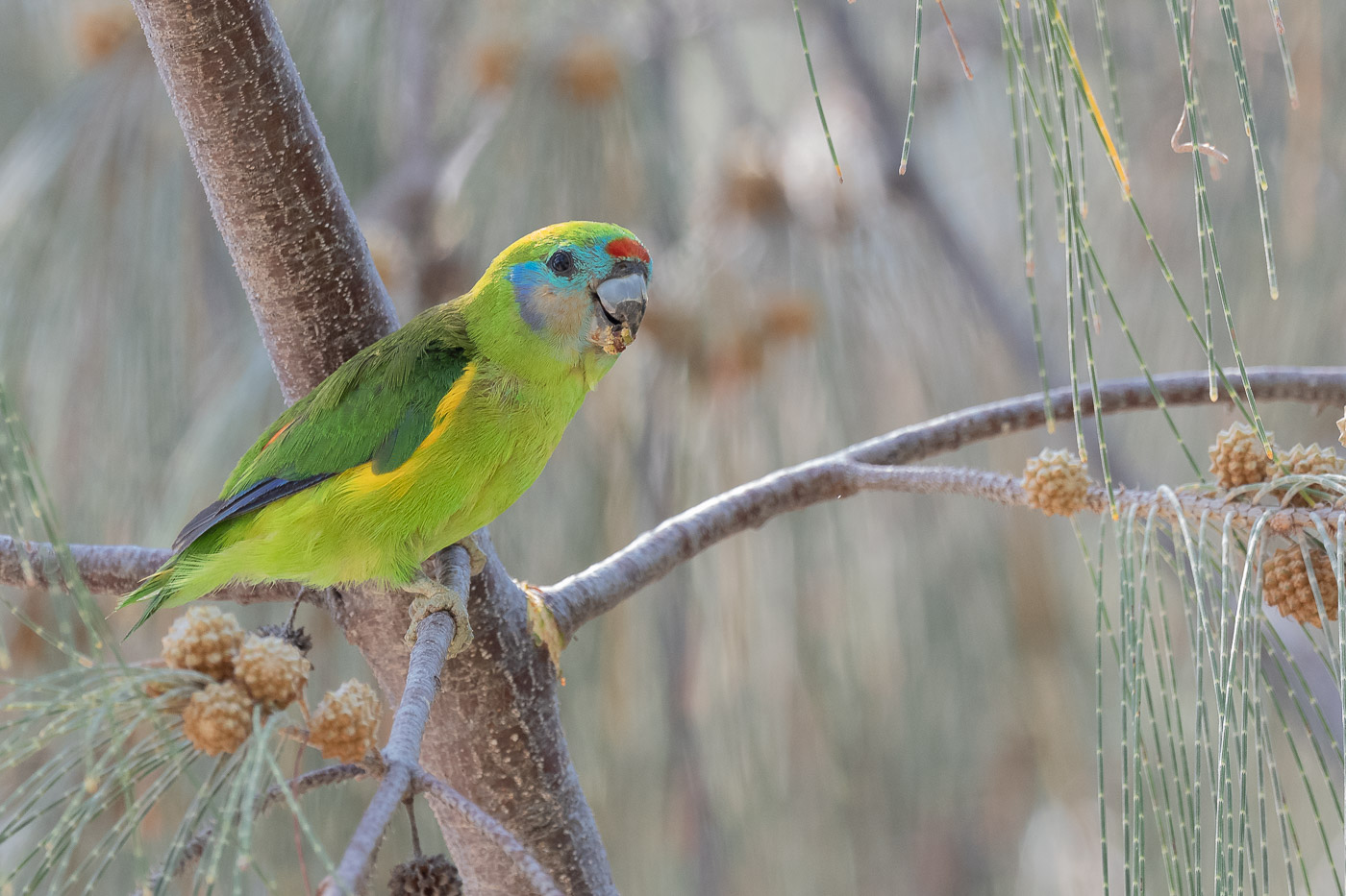 Double-eyed Fig-Parrot (Image ID 38058)