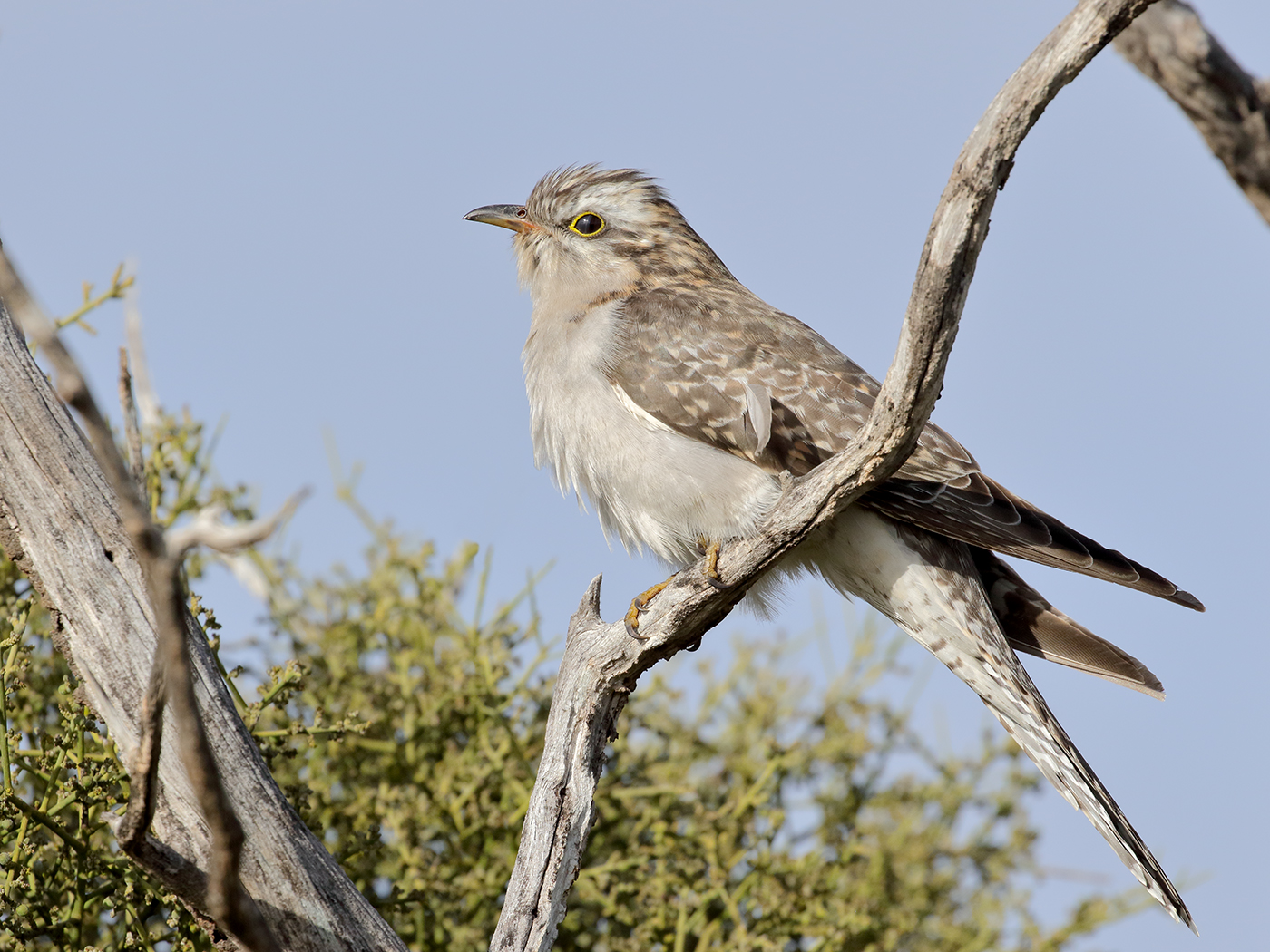 Pallid Cuckoo (Image ID 38394)
