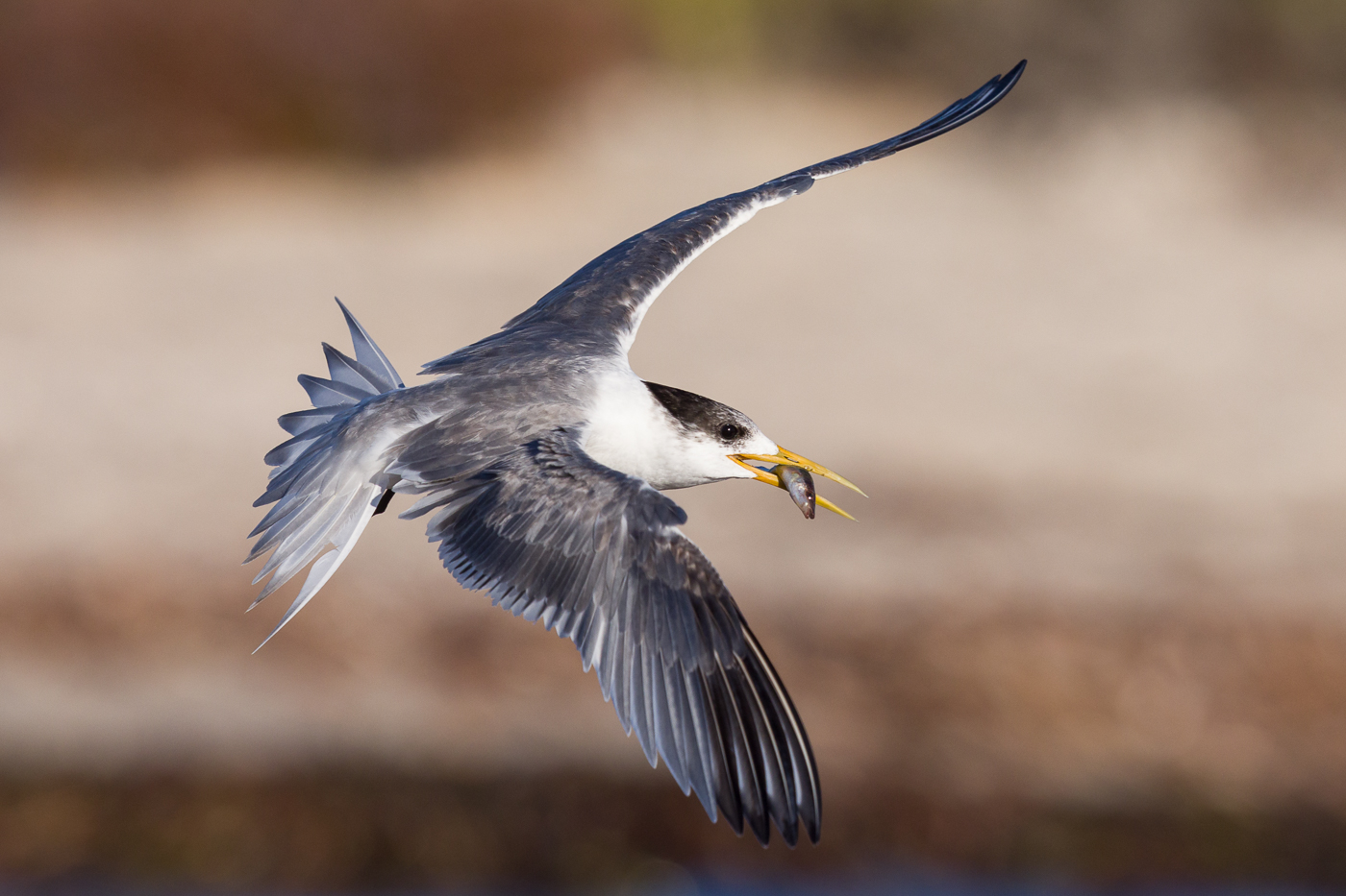 Greater Crested Tern (Image ID 38210)