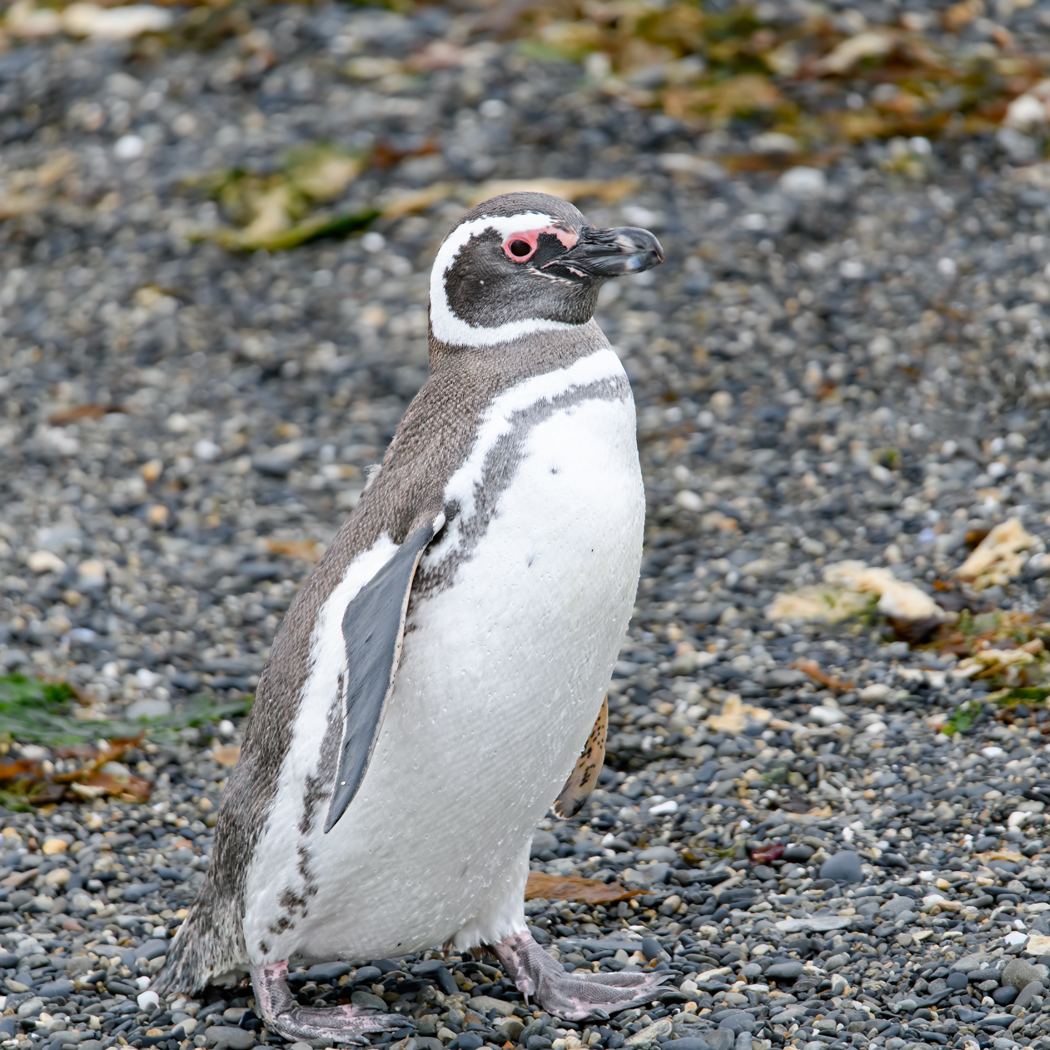 Magellanic Penguin (V) (Image ID 37953)