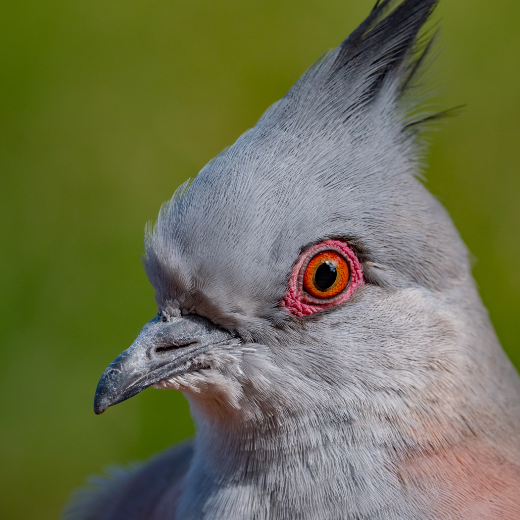 Crested Pigeon (Image ID 37999)