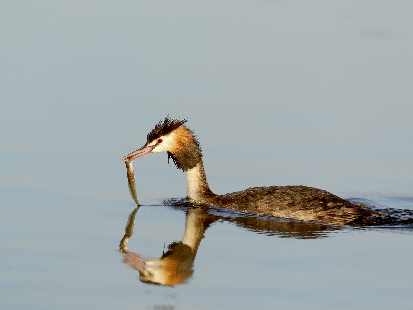 Great Crested Grebe (Image ID 38155)