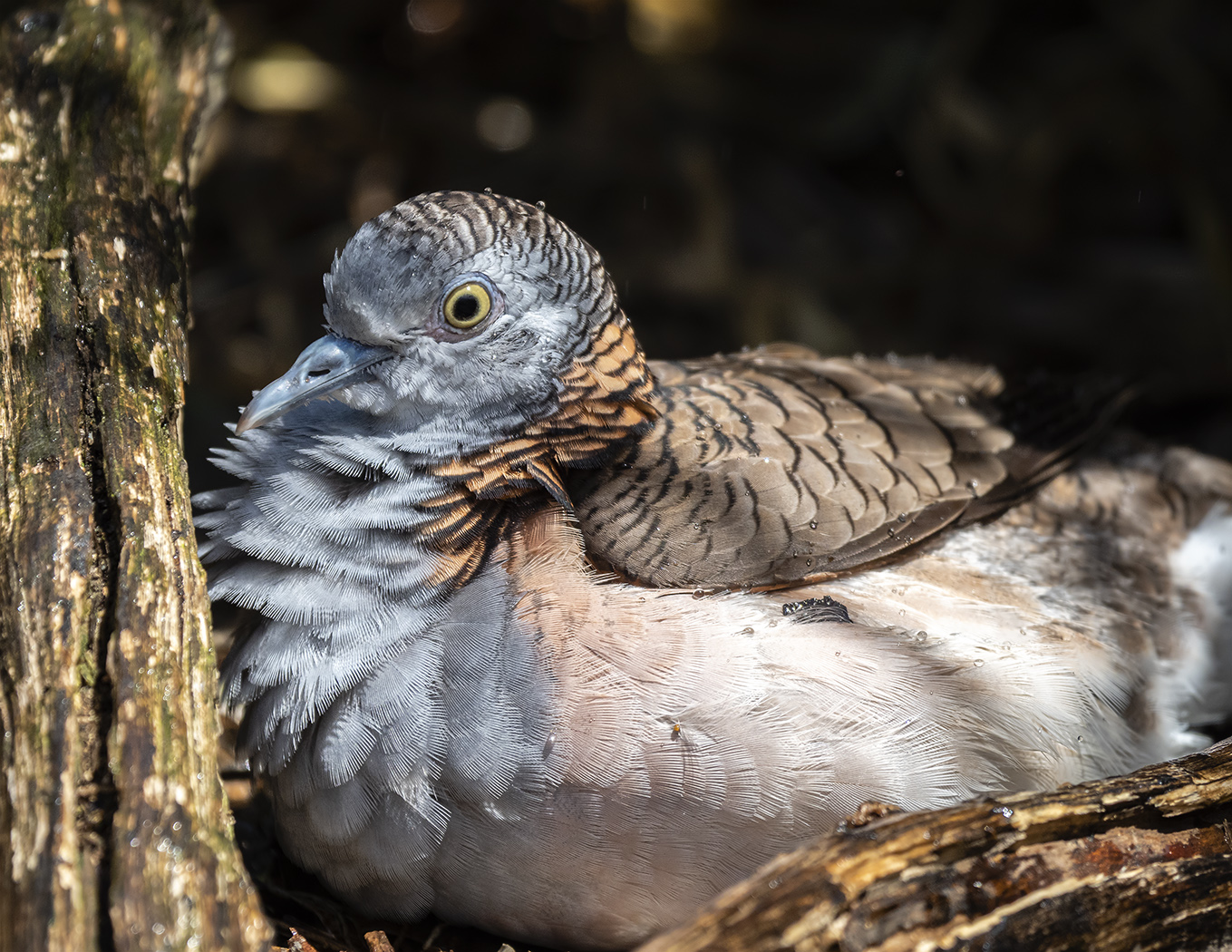 Bar-shouldered Dove (Image ID 38277)