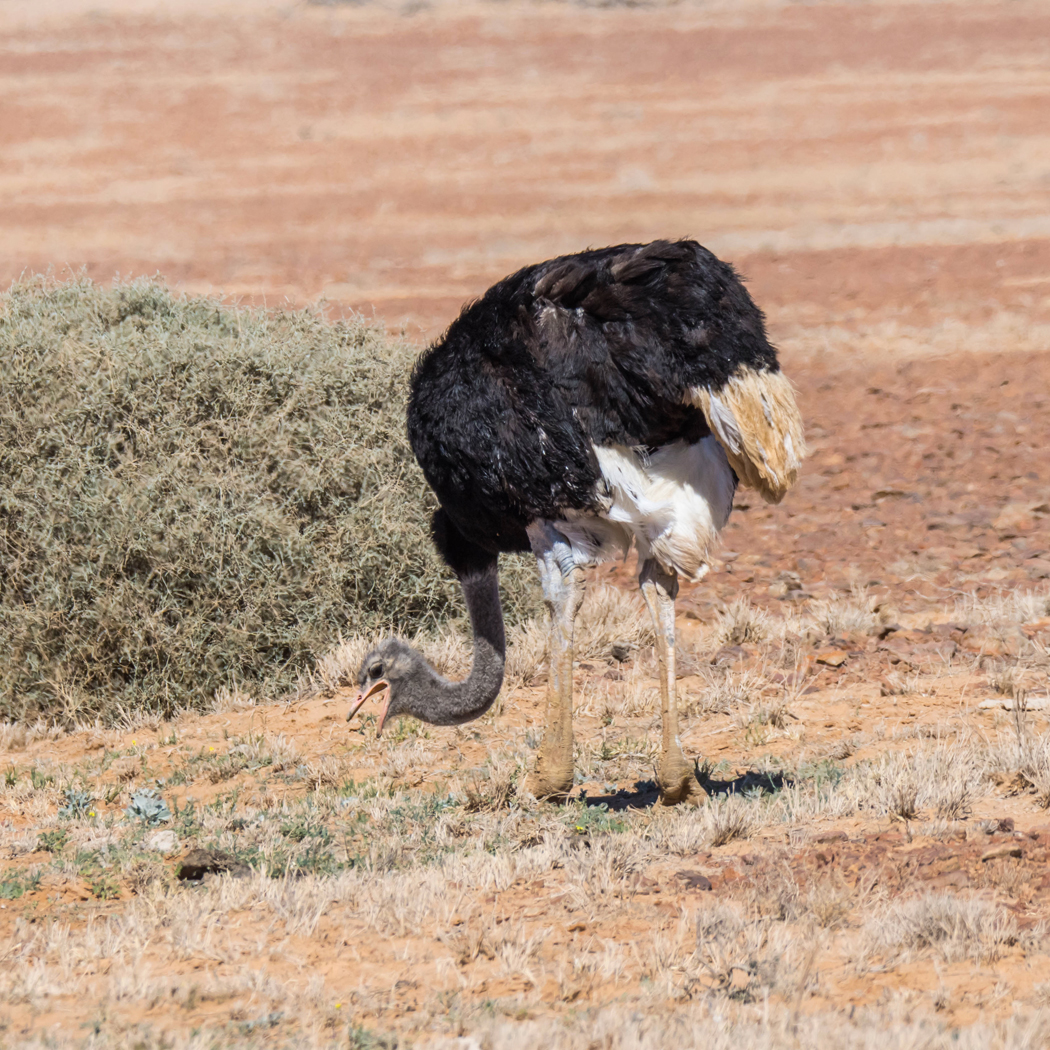 Ostrich (Image ID 37940)