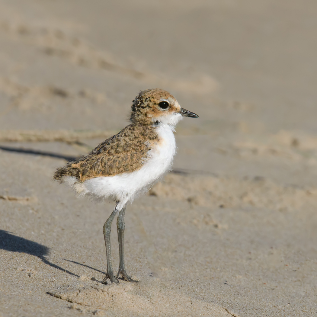 Red-capped Plover (Image ID 38089)