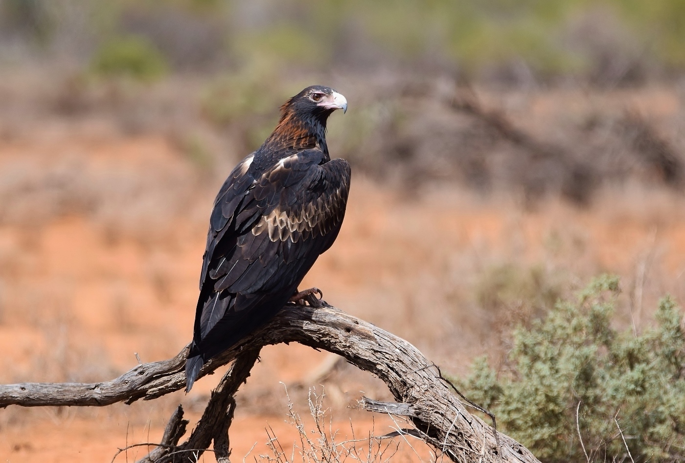 Wedge-tailed Eagle (Image ID 38053)