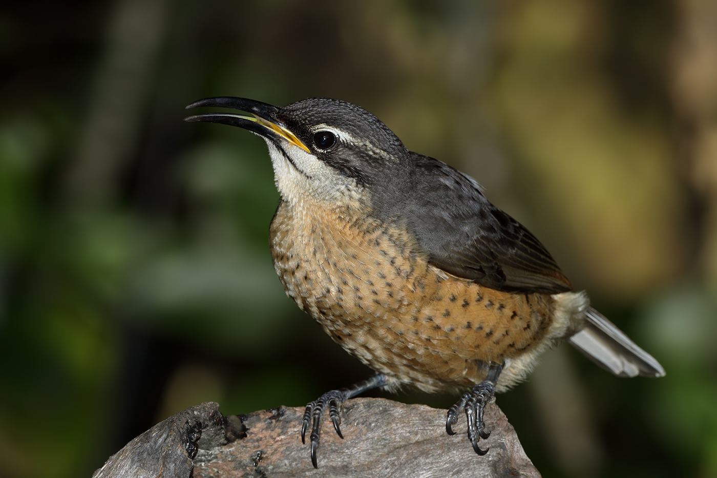 Victoria's Riflebird (Image ID 38219)