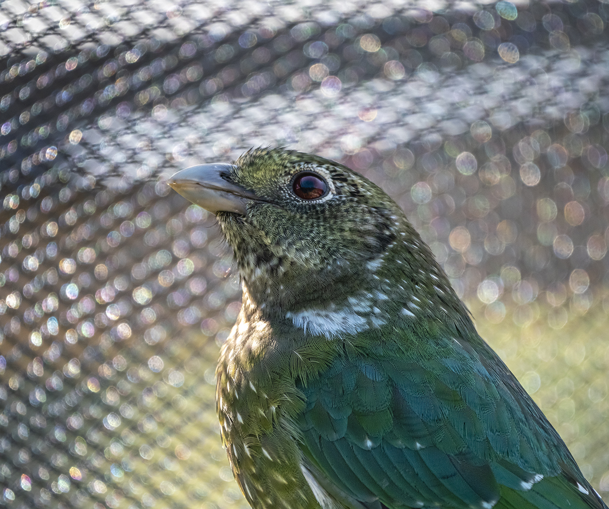 Green Catbird (Image ID 38359)