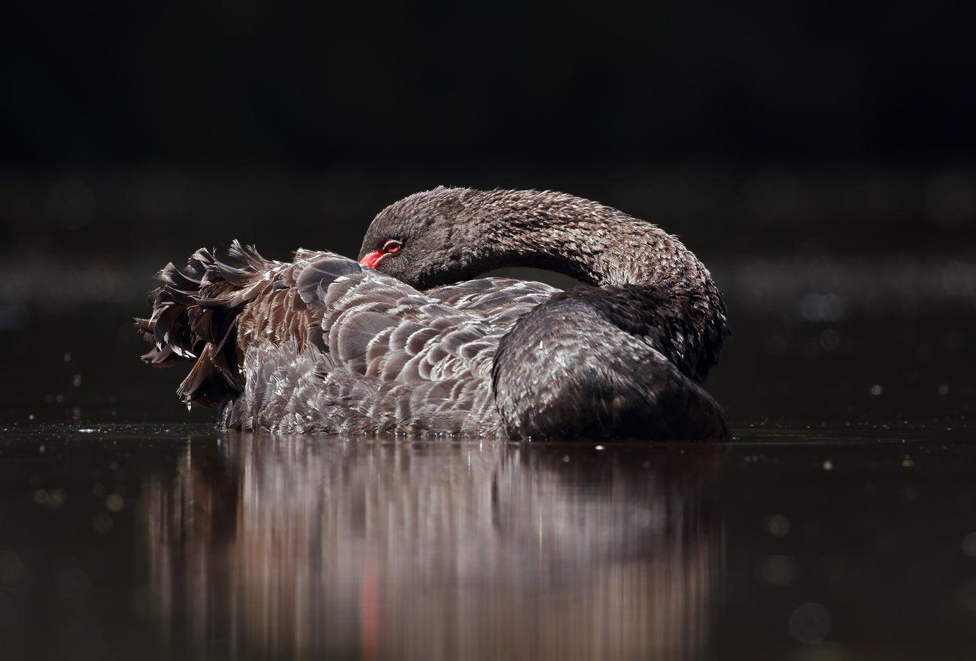 Black Swan (Image ID 37984)
