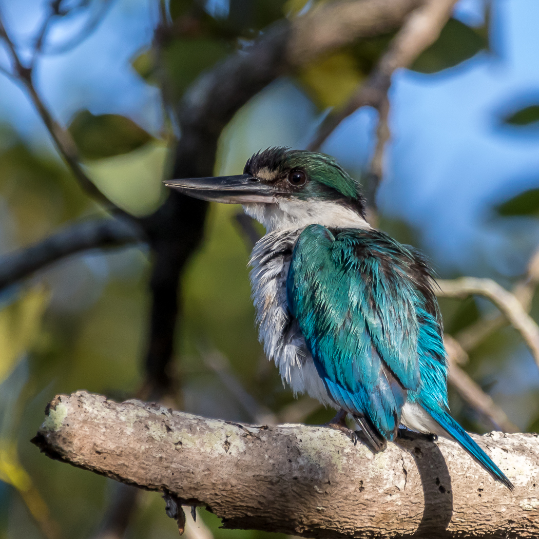 Collared Kingfisher (Image ID 37965)
