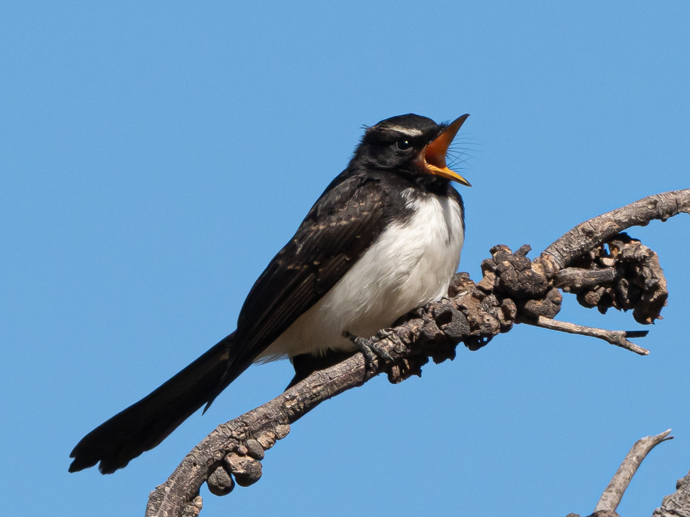 Willie Wagtail (Image ID 38098)
