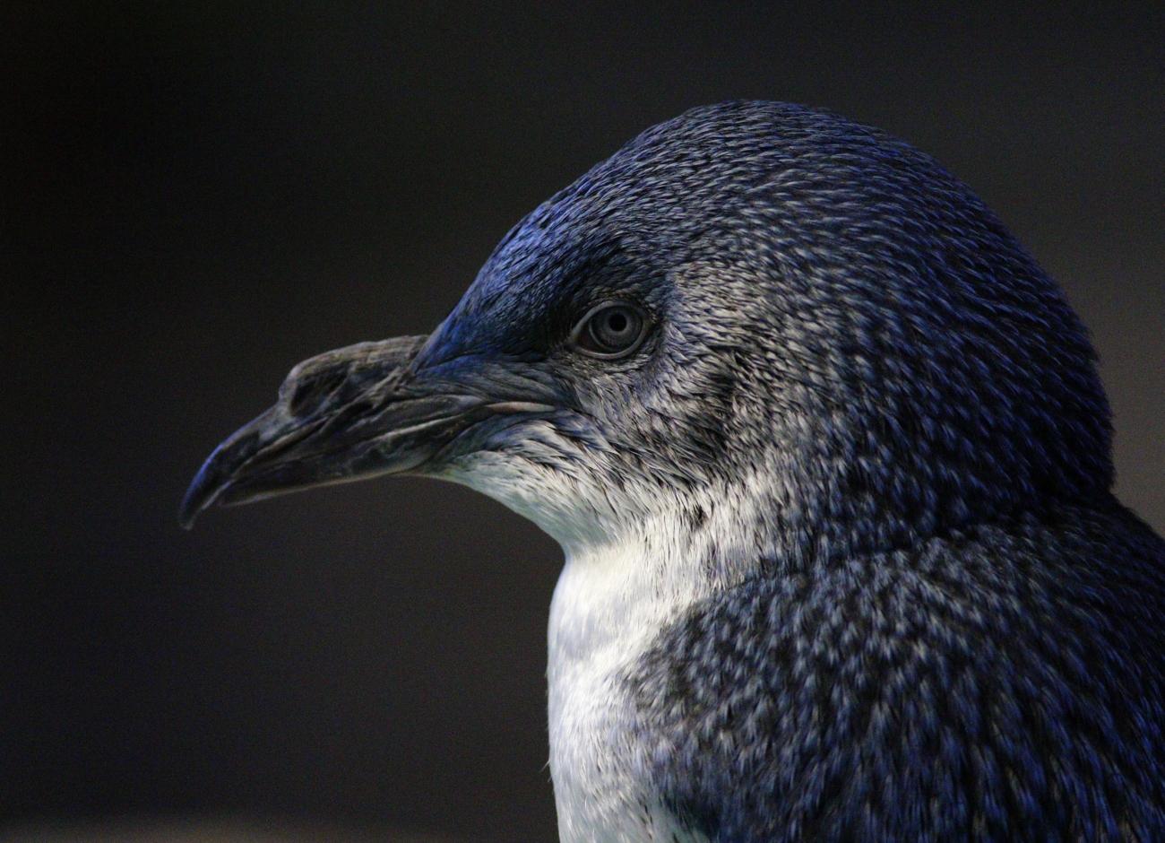 Little Penguin (Image ID 38070)