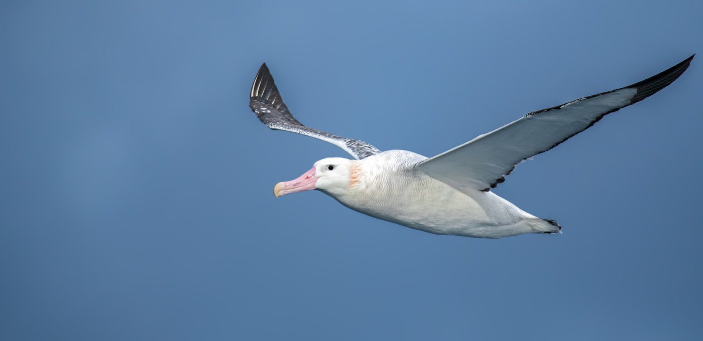 Wandering Albatross (Image ID 37956)
