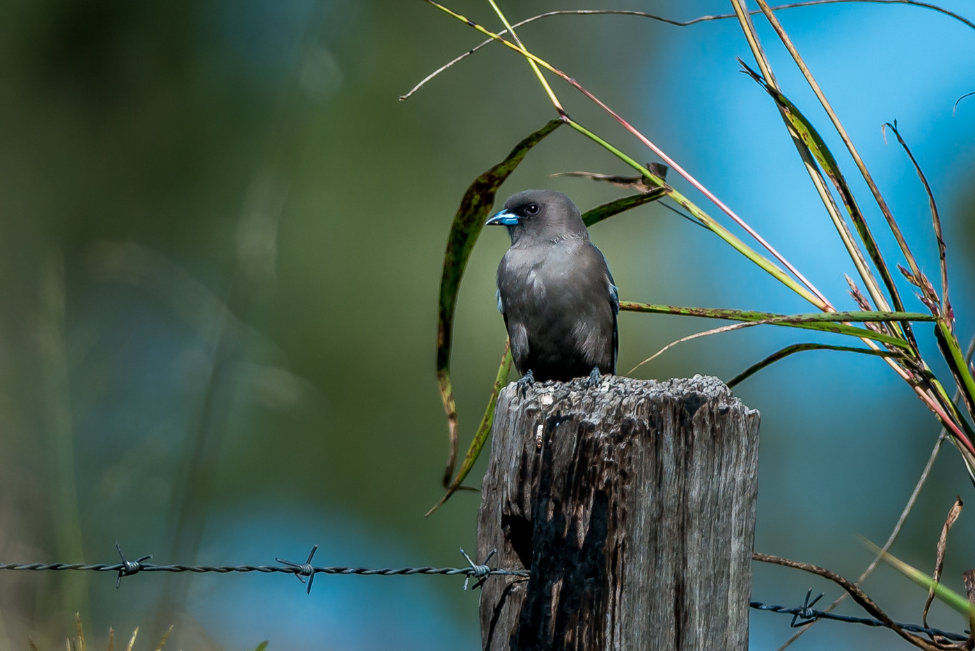 Dusky Woodswallow (Image ID 38539)