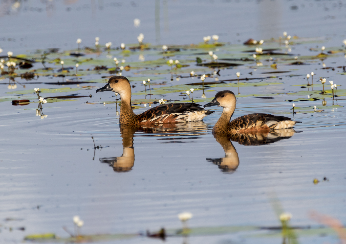 Wandering Whistling-Duck (Image ID 37964)
