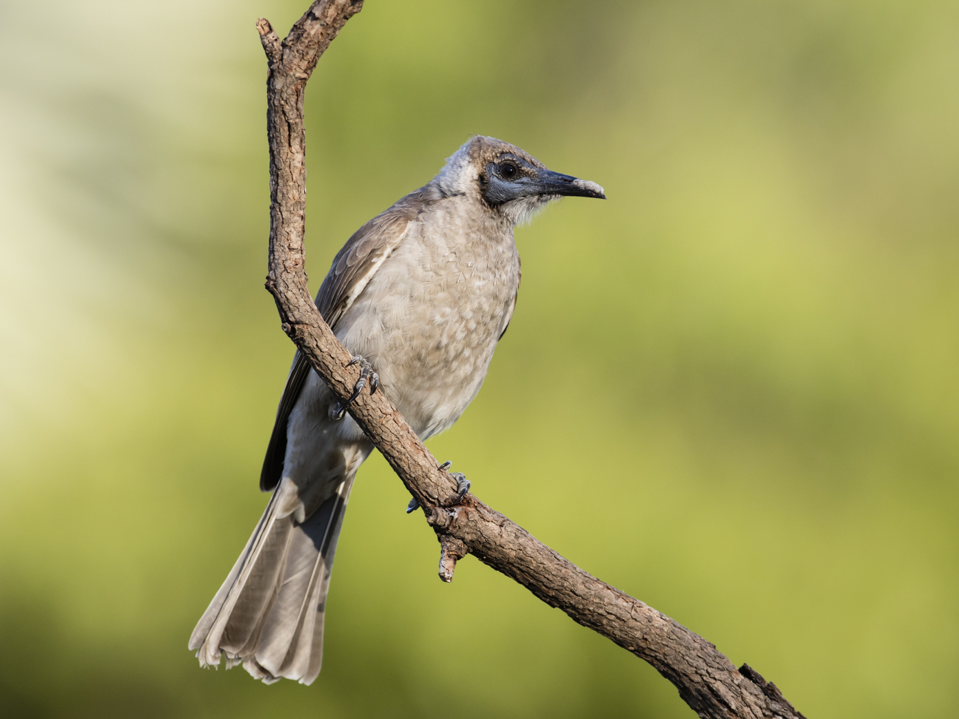 Little Friarbird (Image ID 38208)