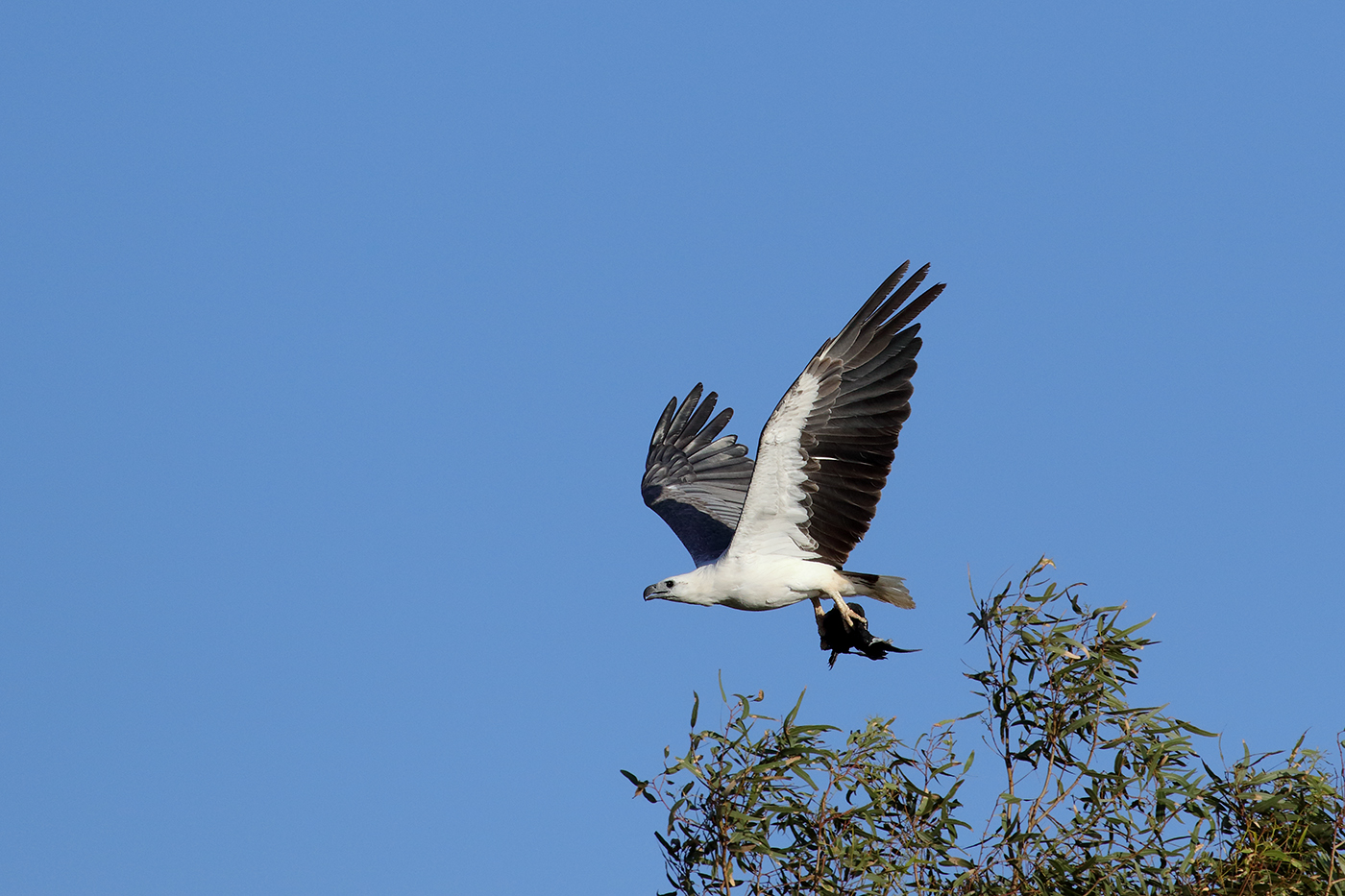 White-bellied Sea-Eagle (Image ID 38547)